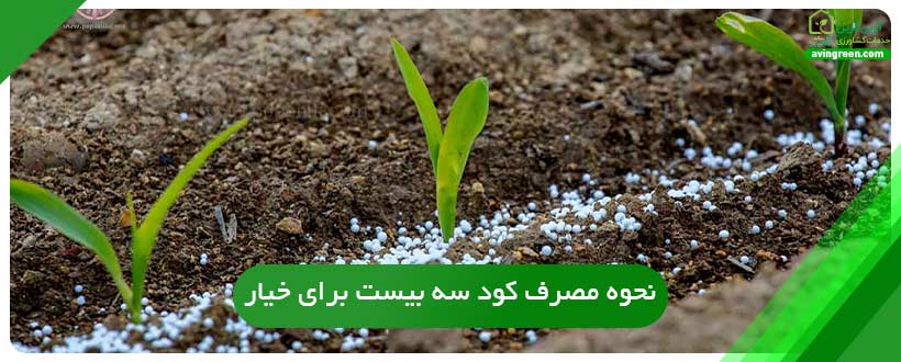 نحوه مصرف کود سه بیست برای خیار