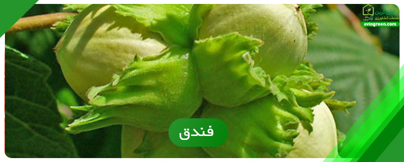 فندق یکی از محصولات پراهمیت در مناطق گرمسیر