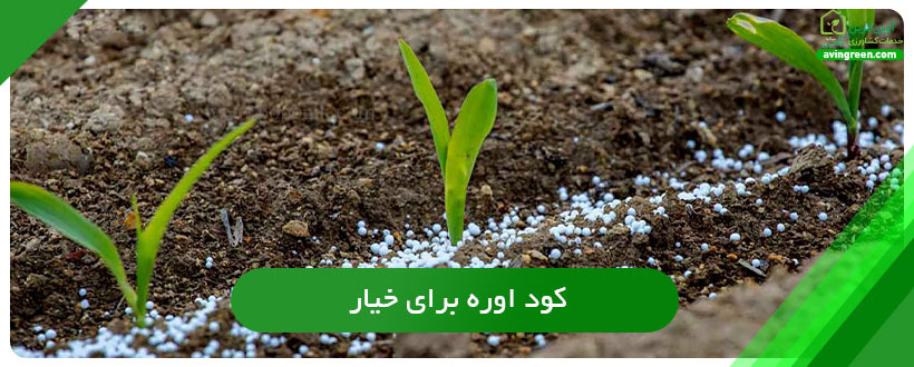 کود اوره برای خیار