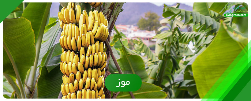 موز به عنوان یک محصول پرطرفدار