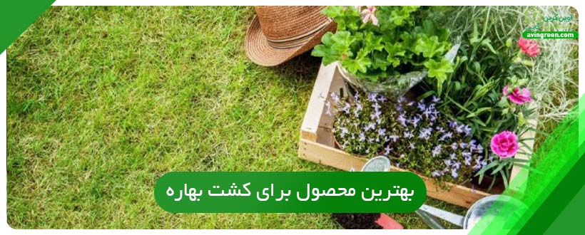 بهترین محصول برای کشت بهاره