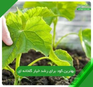 بهترین کود برای رشد خیار گلخانه ای