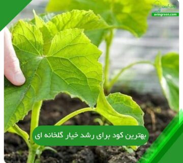 بهترین کود برای رشد خیار گلخانه ای