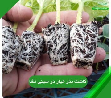 کاشت بذر خیار در سینی نشا