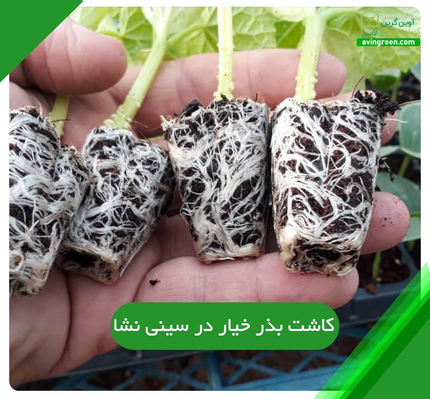 کاشت بذر خیار در سینی نشا