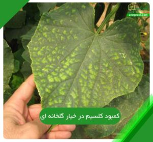 کمبود کلسیم در خیار گلخانه ای