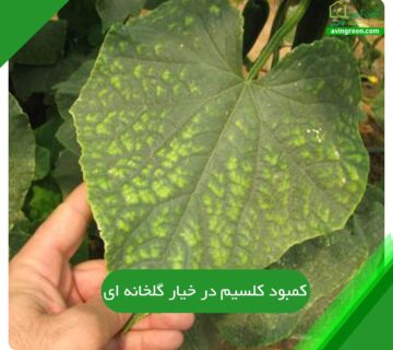 کمبود کلسیم در خیار گلخانه ای