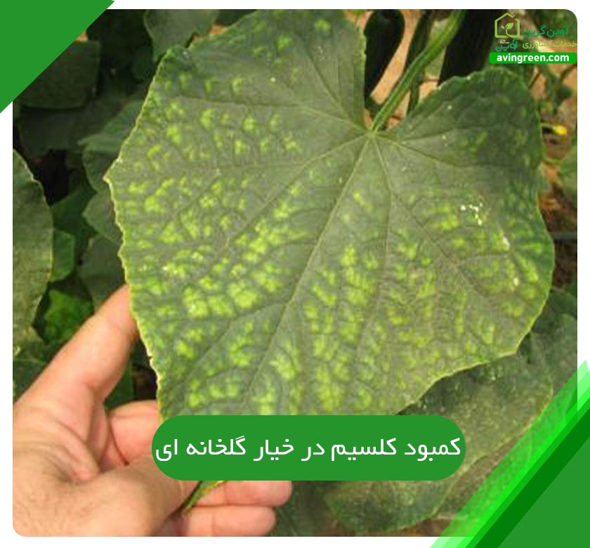 کمبود کلسیم در خیار گلخانه ای