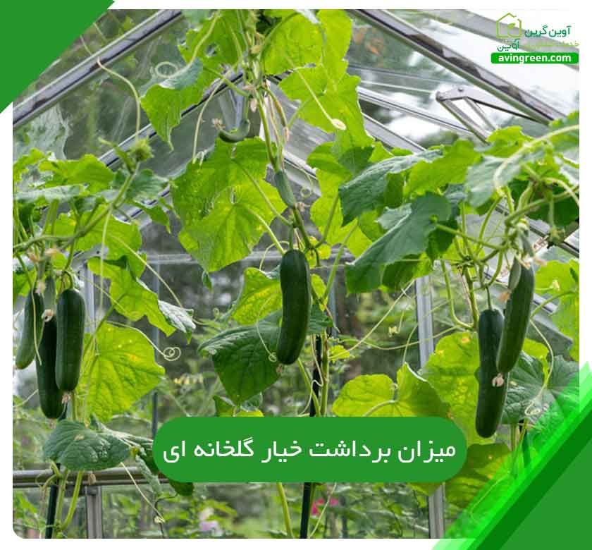 میزان برداشت خیار گلخانه ای