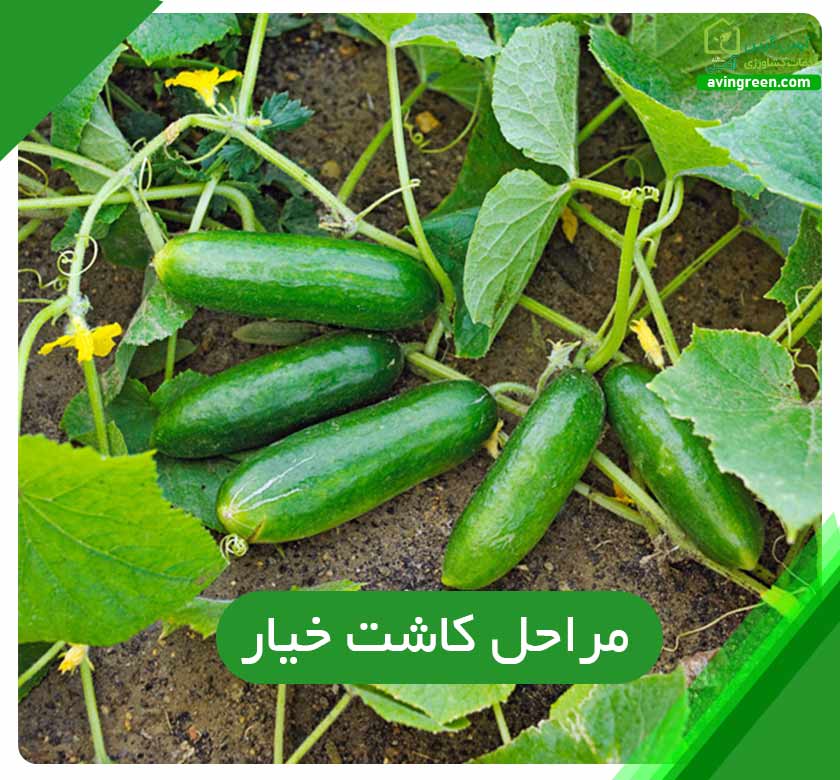 مراحل کاشت خیار