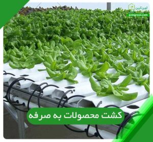 کشت محصولات به صرفه