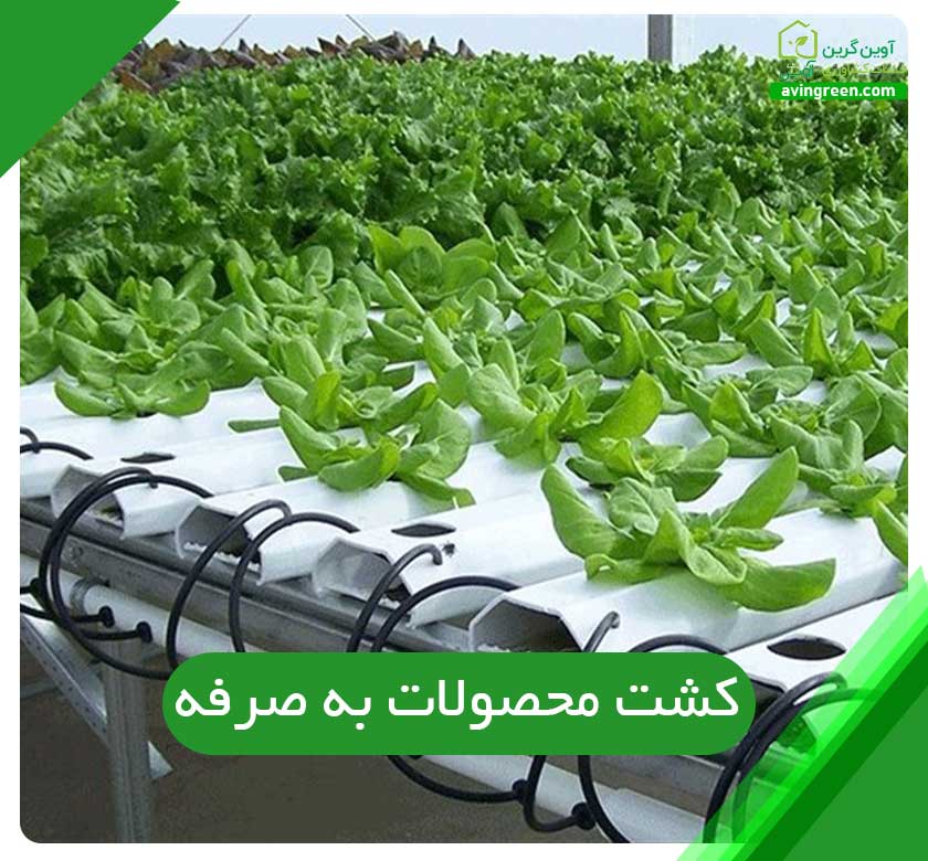کشت محصولات به صرفه