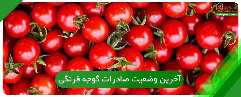 آخرین وضعیت صادرات گوجه فرنگی