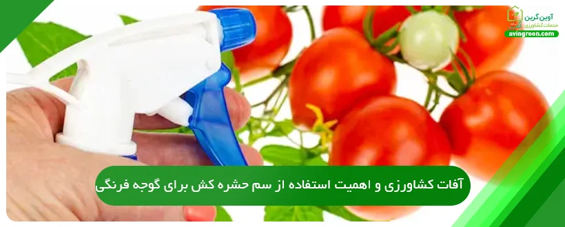 آفات کشاورزی و اهمیت استفاده از سم حشره کش برای گوجه فرنگی