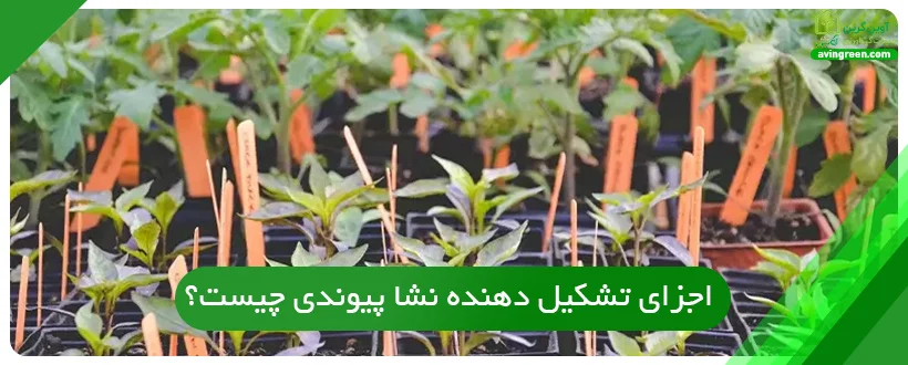 اجزای تشکیل دهنده نشا پیوندی چیست؟