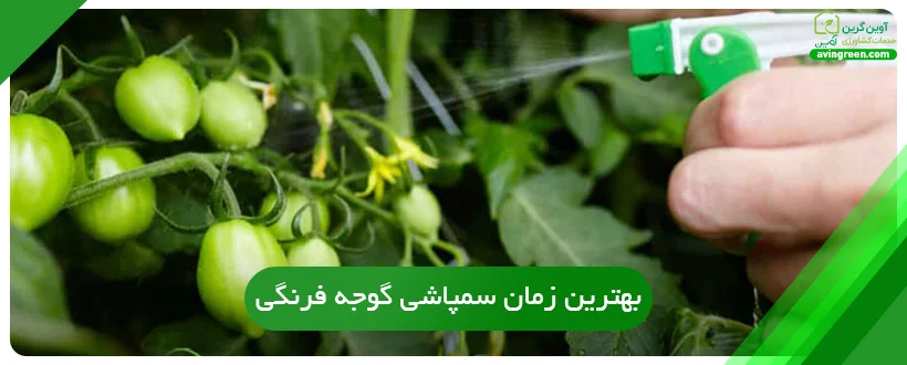 بهترین زمان سمپاشی گوجه فرنگی