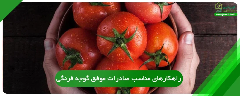 راهکارهای مناسب صادرات موفق گوجه فرنگی
