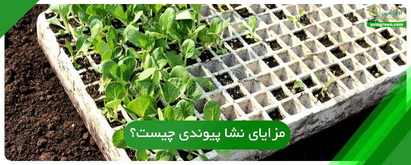 مزایای نشا پیوندی چیست؟