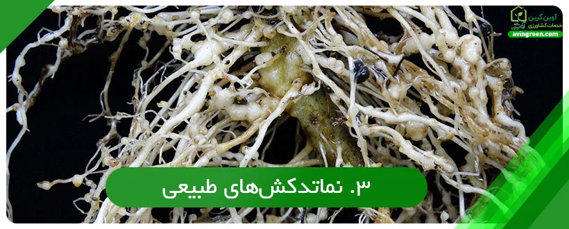 نماتدکش‌‌های طبیعی