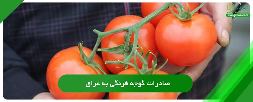 صادرات گوجه فرنگی به عراق