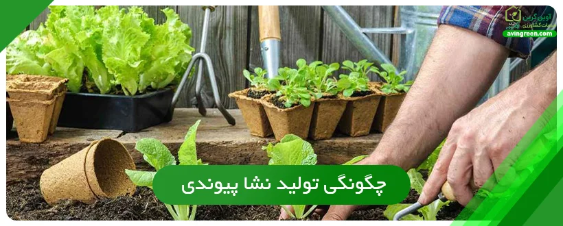 چگونگی تولید نشا پیوندی