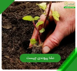 نشا پیوندی چیست