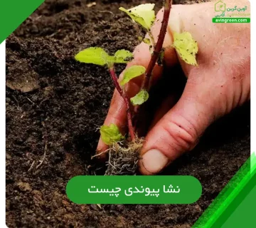 نشا پیوندی چیست