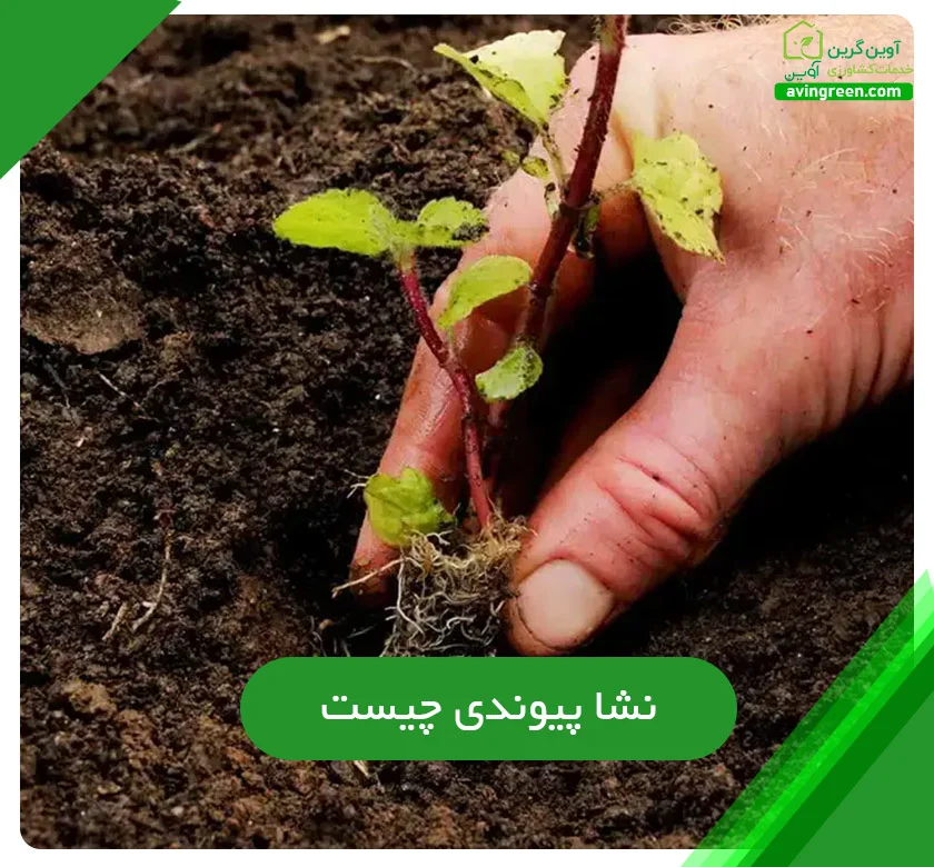نشا پیوندی چیست