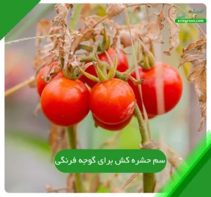 سم حشره کش برای گوجه فرنگی