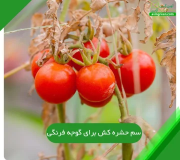 سم حشره کش برای گوجه فرنگی