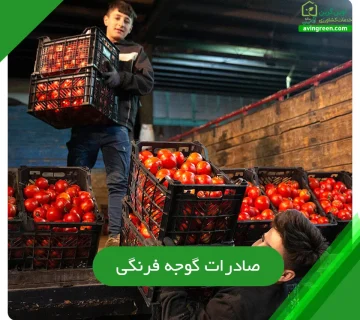 صادرات گوجه فرنگی