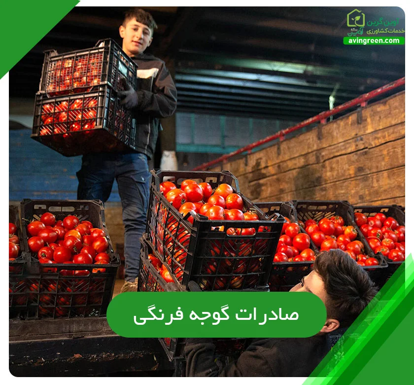 صادرات گوجه فرنگی