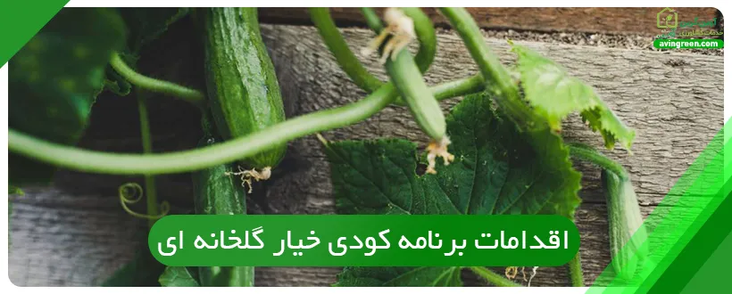 اقدامات برنامه کودی خیار گلخانه ای