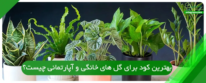 بهترین کود برای گل های خانگی و آپارتمانی چیست؟