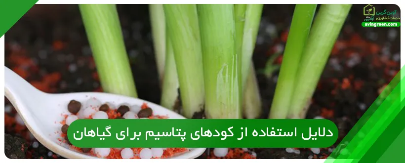 دلایل استفاده از کودهای پتاسیم برای گیاهان