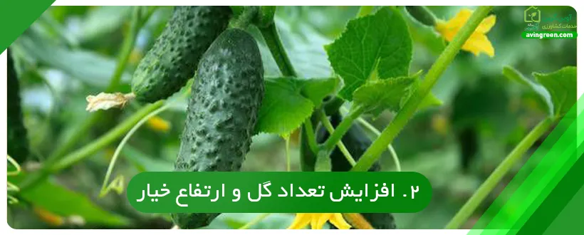 افزایش تعداد گل و ارتفاع خیار