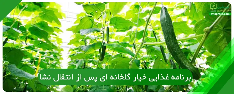 برنامه غذایی خیار گلخانه ای پس از انتقال نشا