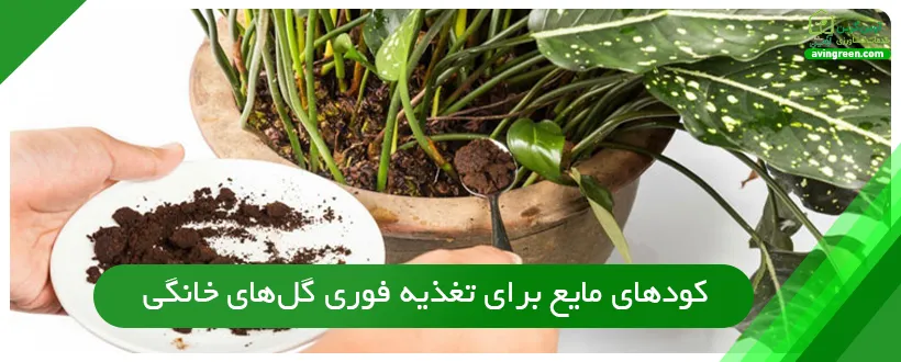 کودهای مایع برای تغذیه فوری گل‌های خانگی