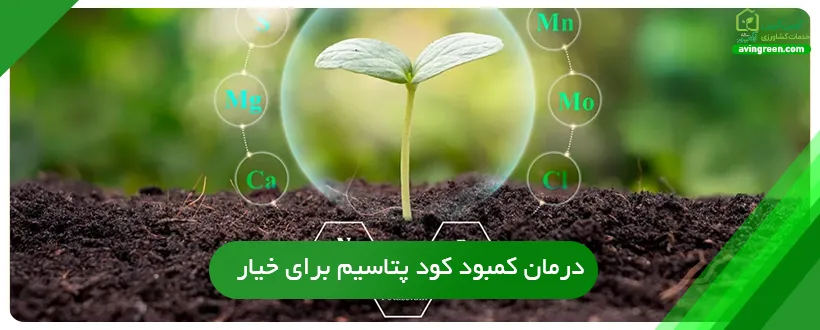 درمان کمبود کود پتاسیم برای خیار