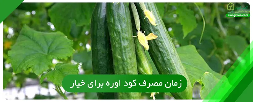 زمان مصرف کود اوره برای خیار