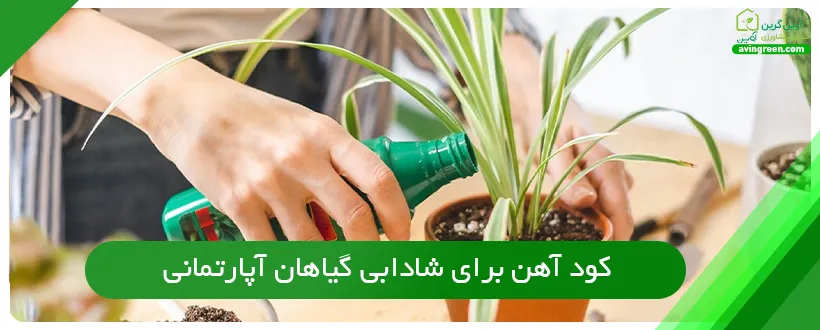 کود آهن برای شادابی گیاهان آپارتمانی