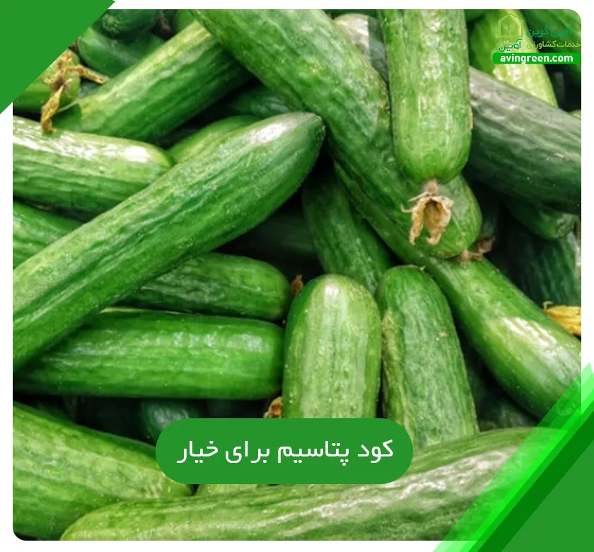 کود پتاسیم برای خیار