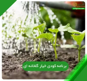 برنامه کودی خیار گلخانه ای