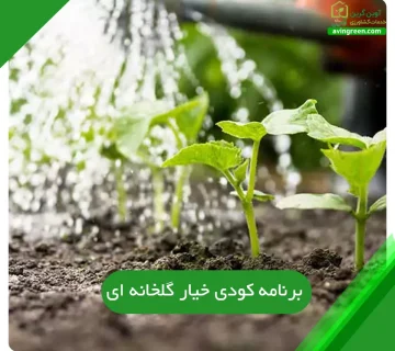 برنامه کودی خیار گلخانه ای