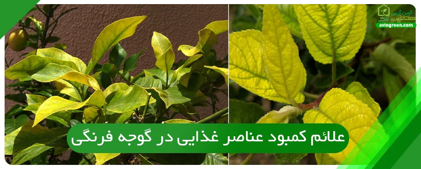 علائم کمبود عناصر غذایی در گوجه فرنگی