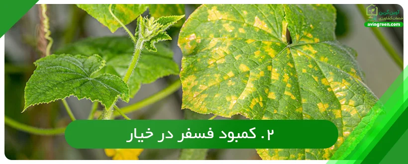 کمبود فسفر در خیار