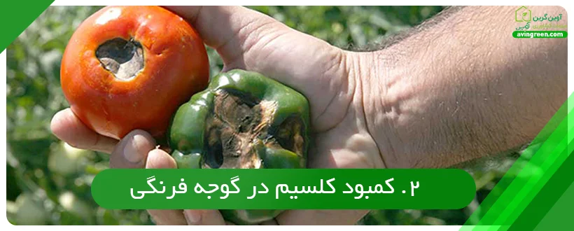کمبود کلسیم در گوجه فرنگی