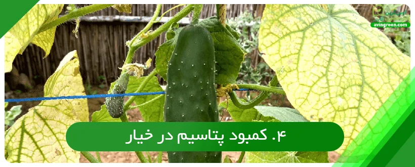 کمبود پتاسیم در خیار