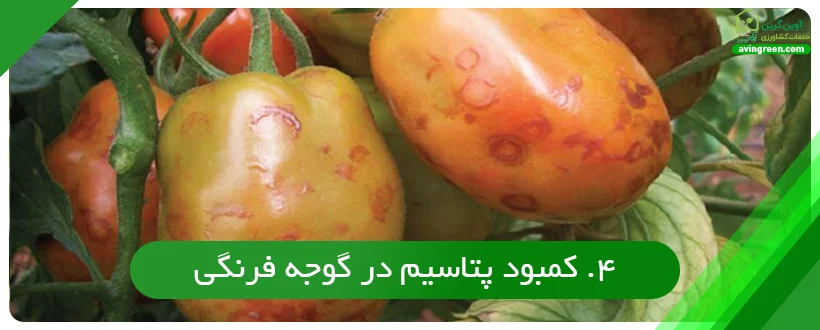 کمبود پتاسیم در گوجه فرنگی