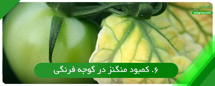 کمبود منگنز در گوجه فرنگی